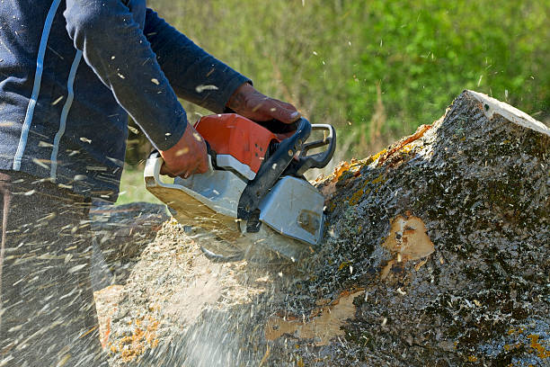 Best Emergency Tree Service  in Villas, NJ